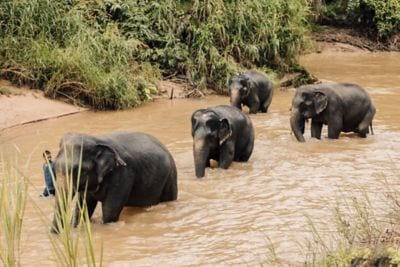 Krabi Elephant House Sanctuary