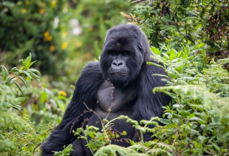 A gorilla sitting in the bushes AI-generated content may be incorrect.